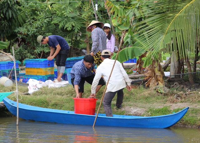 Nghề nuôi cá kèo sống khỏe dịp Tết, bỏ túi cả chục triệu đồng mỗi ngày - 4