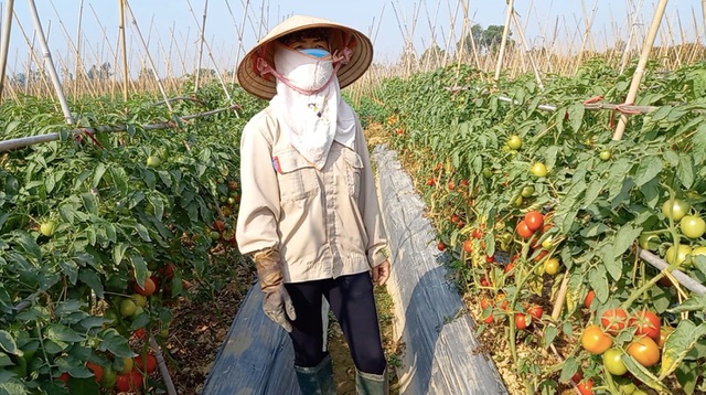 Chung tay giải cứu nông sản Hải Dương trước nguy cơ mất trắng vì dịch - 2 Chung tay giải cứu nông sản Hải Dương trước nguy cơ mất trắng vì dịch - 2