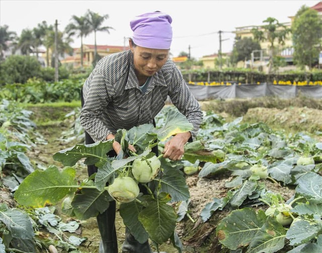 Chung tay giải cứu nông sản Hải Dương trước nguy cơ mất trắng vì dịch - 1 Chung tay giải cứu nông sản Hải Dương trước nguy cơ mất trắng vì dịch - 1