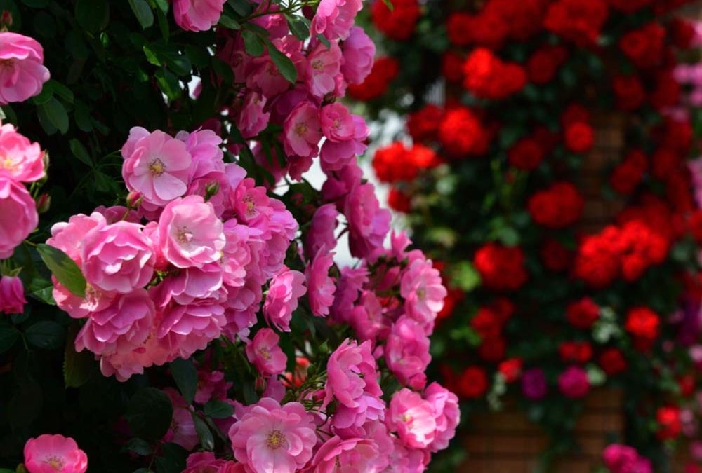 tu-vi-ngay-432020-tuoi-mao-hung-cat-dan-xen-tuoi-hoi-can-phai-than-trong-2