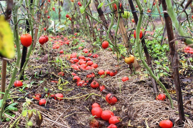 Cà chua rụng đỏ gốc, bắp cải nở bung, cho không ai lấy - 3