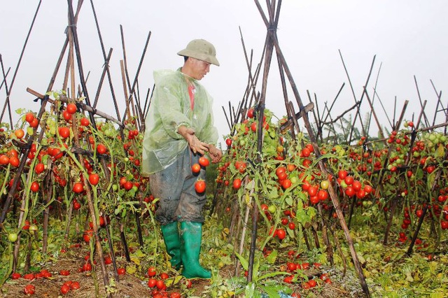 Cà chua rụng đỏ gốc, bắp cải nở bung, cho không ai lấy - 1