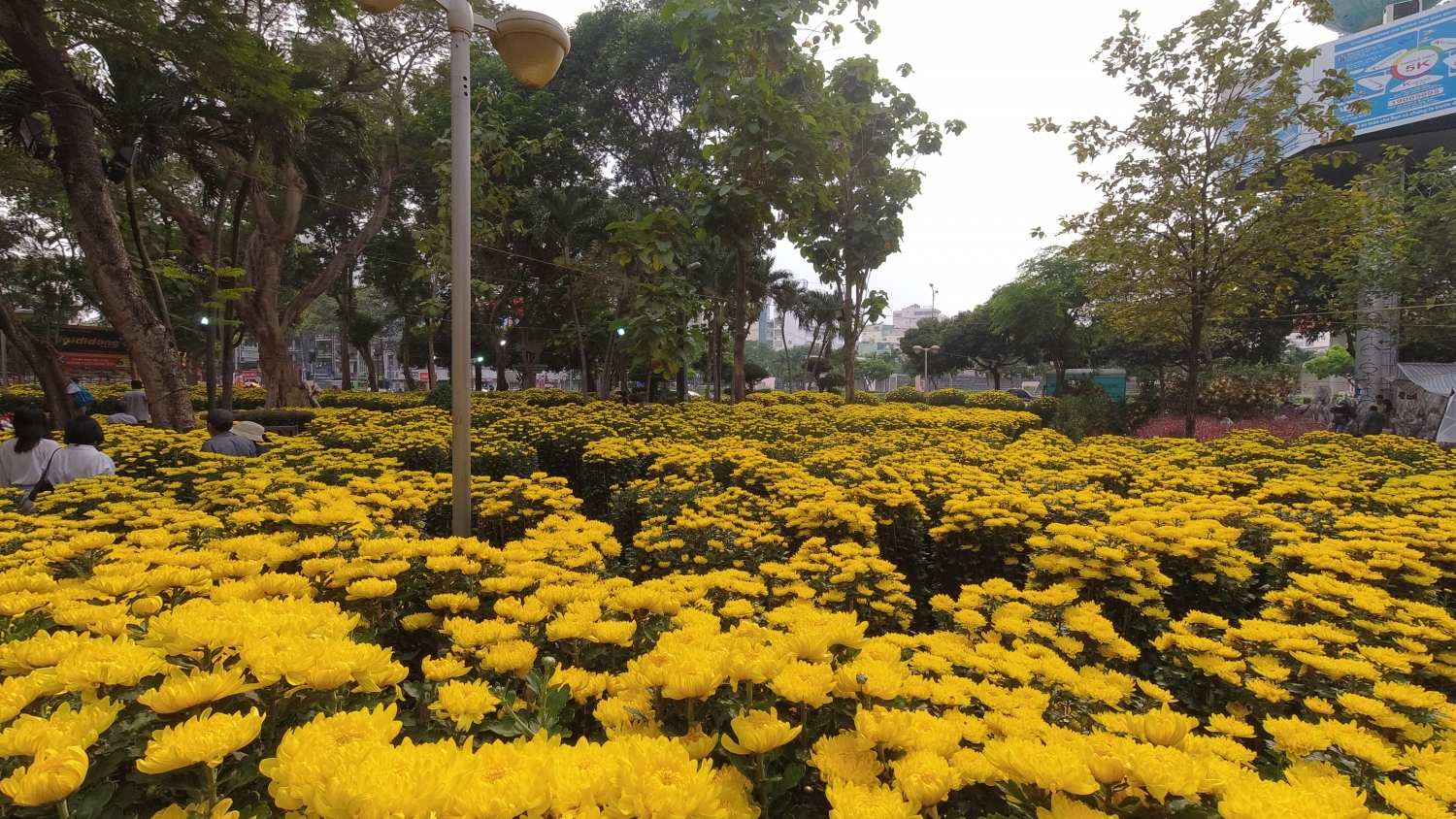 Rực rỡ chợ hoa xuân Sài Gòn vào vụ