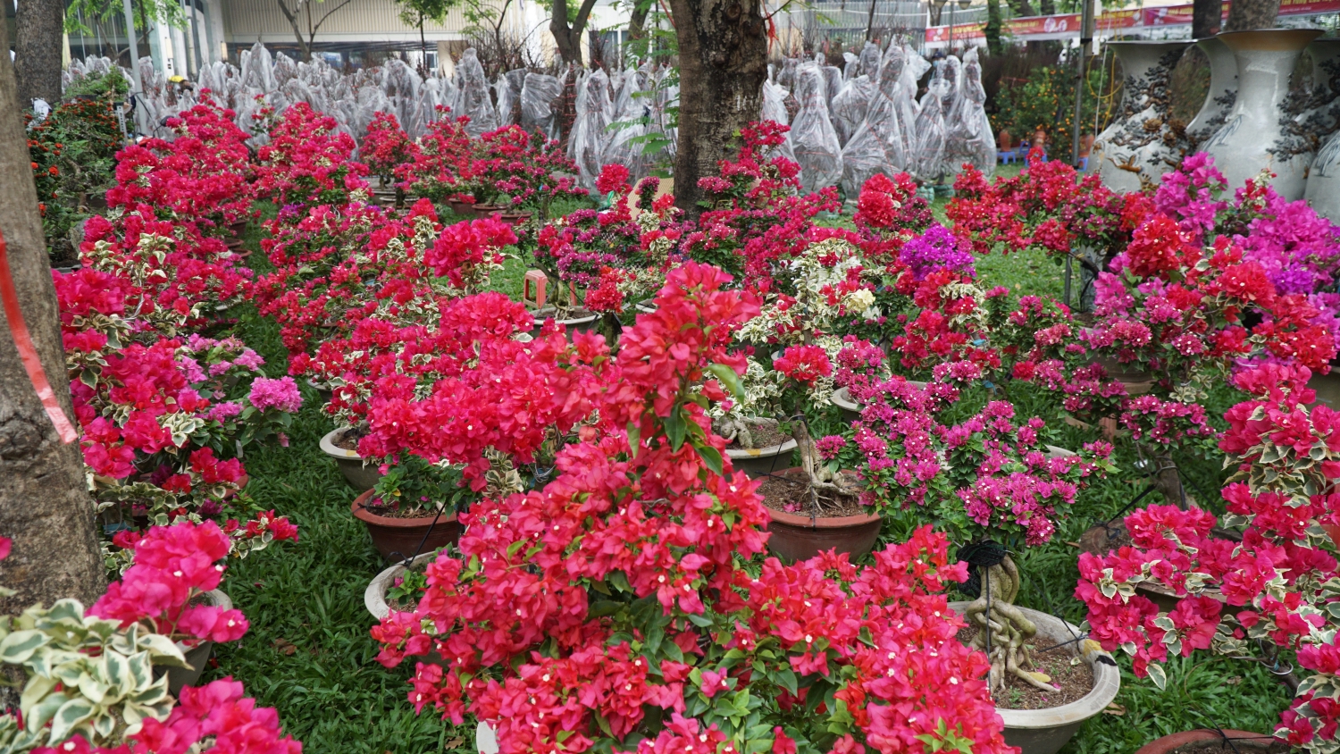 Rực rỡ chợ hoa xuân Sài Gòn vào vụ