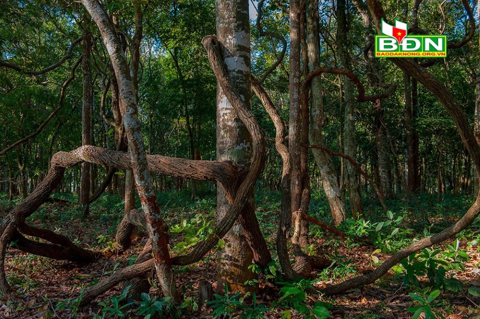Kỳ vĩ quần thể hang động núi lửa