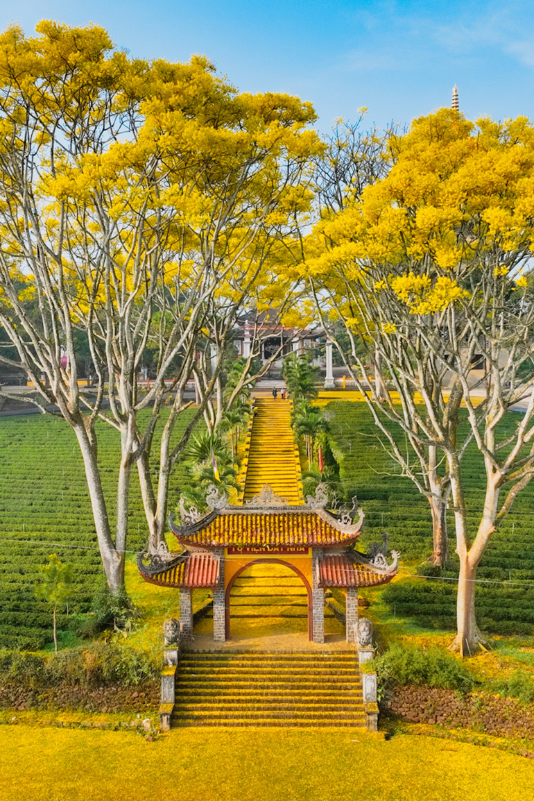 Phượng vàng rực rỡ ở Tu viện Bát Nhã Phượng vàng rực rỡ ở Tu viện Bát Nhã