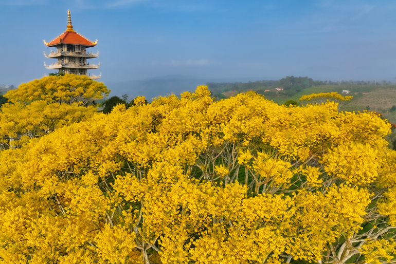 Phượng vàng rực rỡ ở Tu viện Bát Nhã Phượng vàng rực rỡ ở Tu viện Bát Nhã