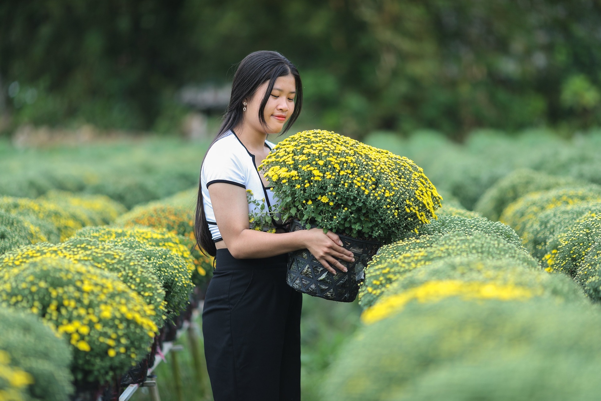 Nông dân làng hoa Sa Đéc tất bật bên ruộng cúc mâm xôi những ngày giáp Tết - 12