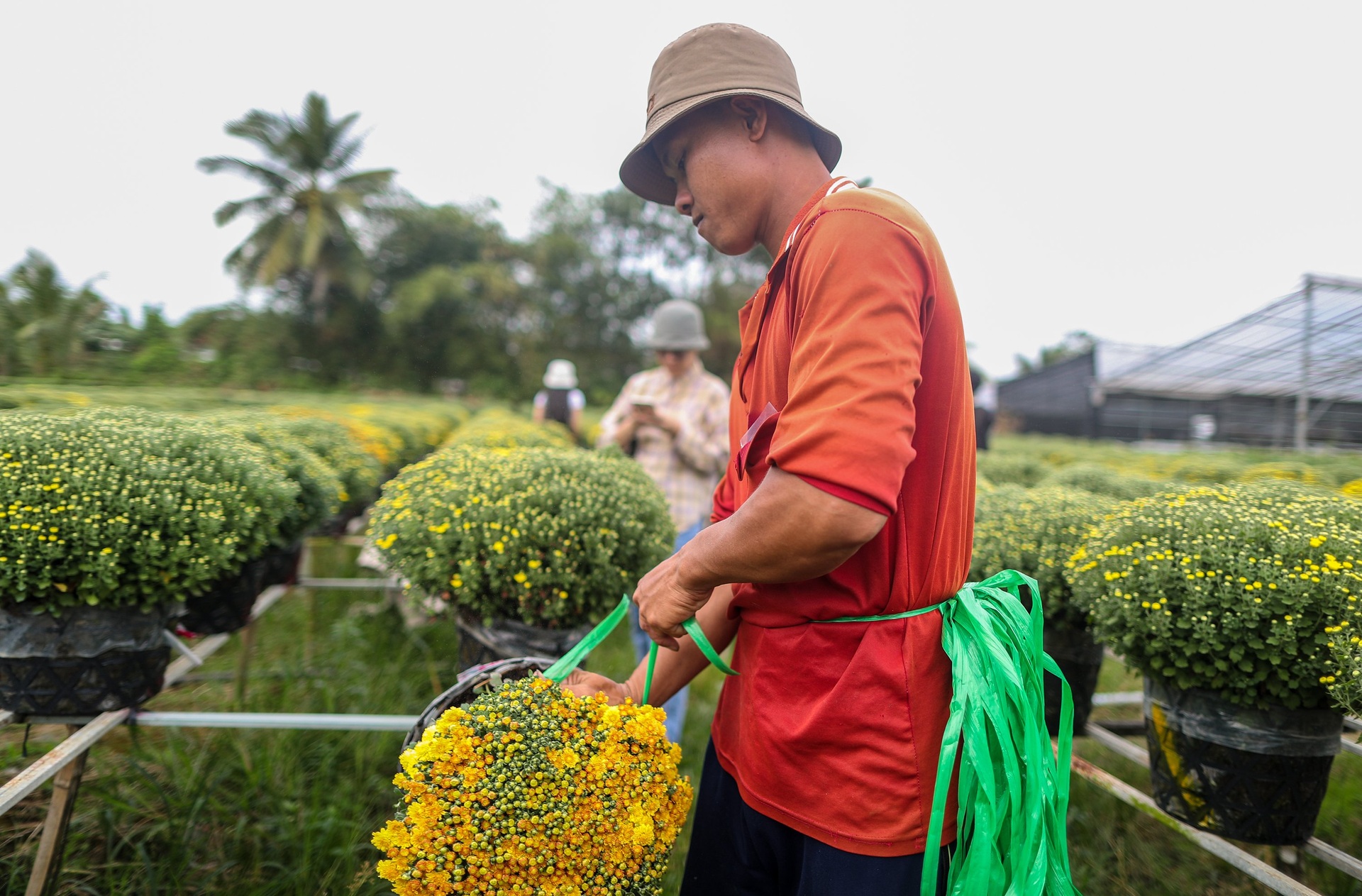 Nông dân làng hoa Sa Đéc tất bật bên ruộng cúc mâm xôi những ngày giáp Tết - 7