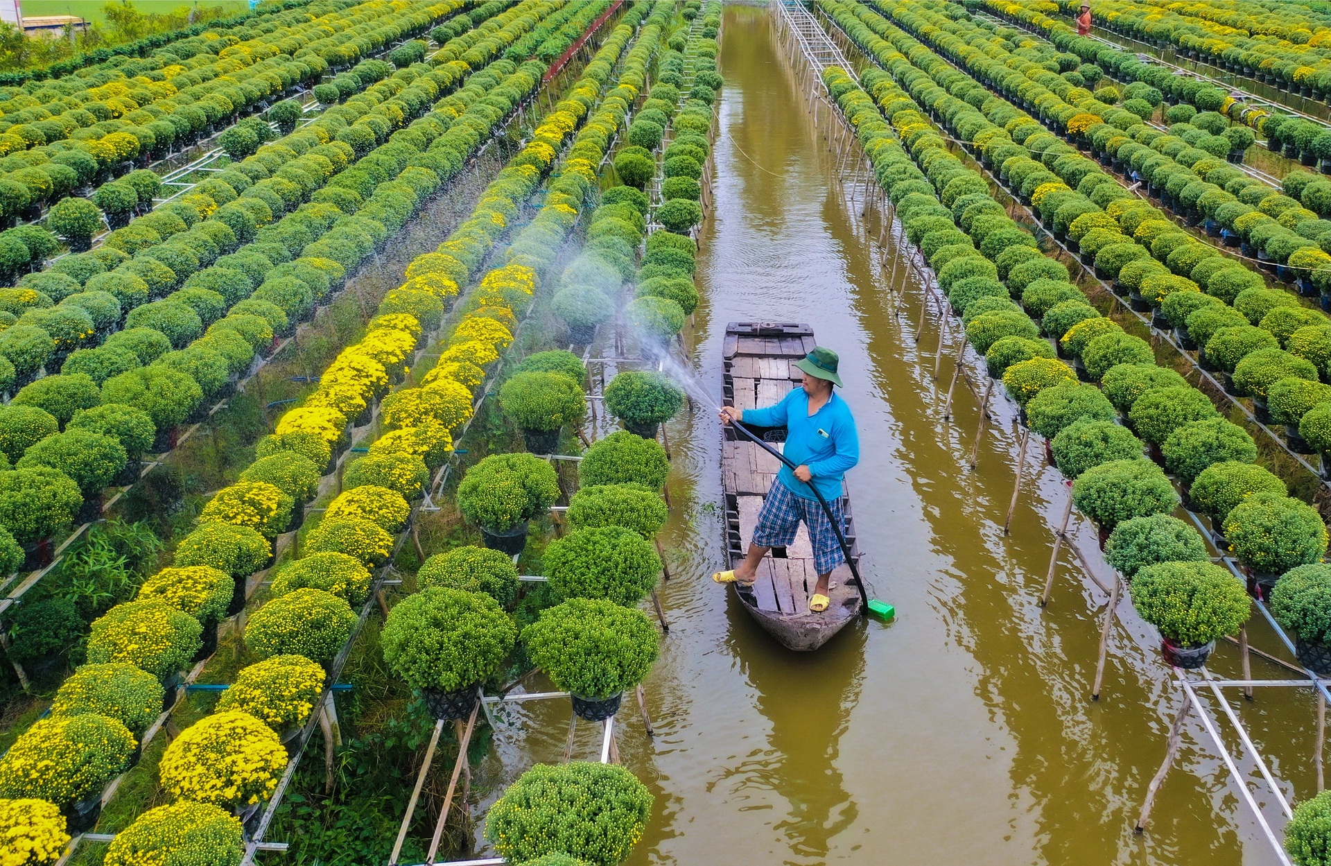 Nông dân làng hoa Sa Đéc tất bật bên ruộng cúc mâm xôi những ngày giáp Tết - 9