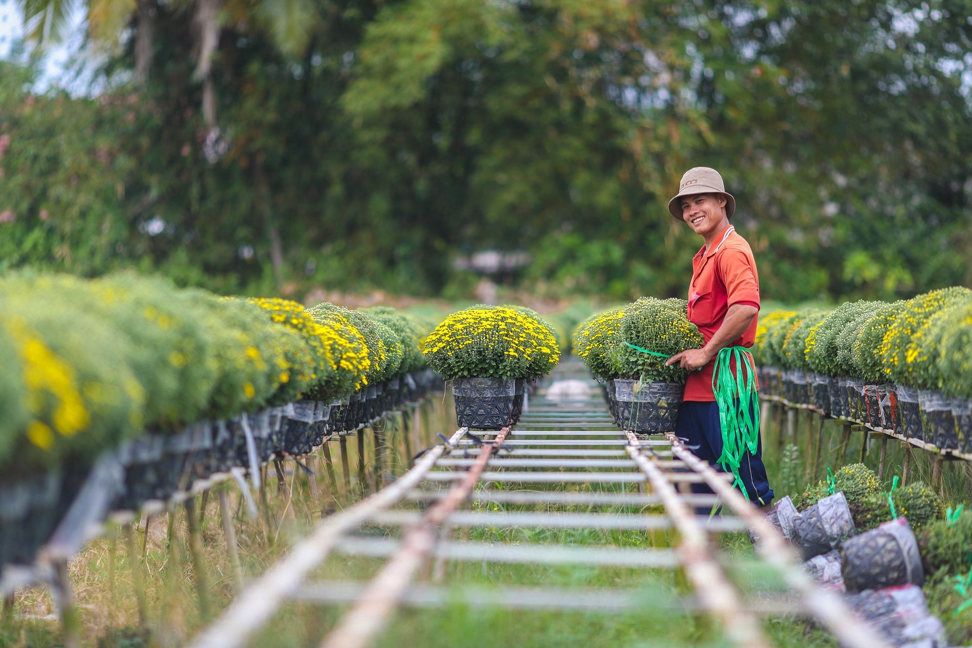 Nông dân làng hoa Sa Đéc tất bật bên ruộng cúc mâm xôi những ngày giáp Tết - 6