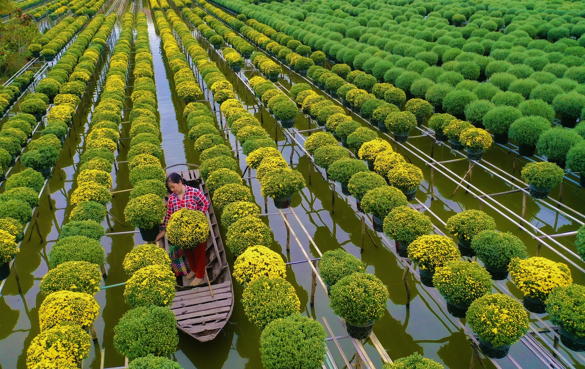 Nông dân làng hoa Sa Đéc tất bật bên ruộng cúc mâm xôi những ngày giáp Tết - 2
