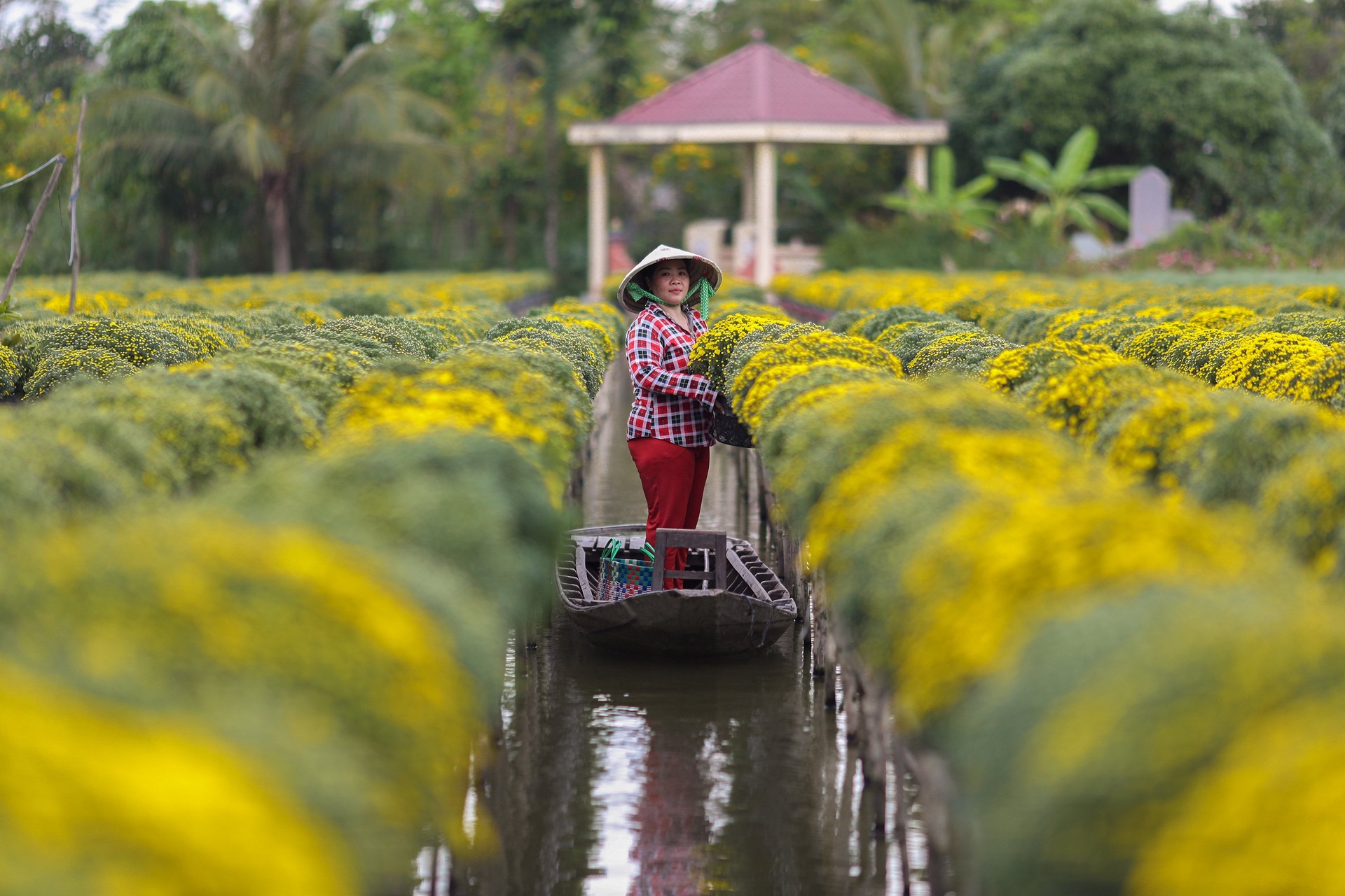 Nông dân làng hoa Sa Đéc tất bật bên ruộng cúc mâm xôi những ngày giáp Tết - 1