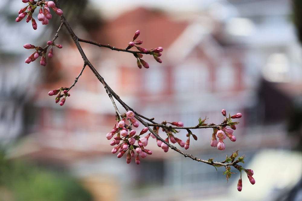 Người dân và du khách ngóng chờ hoa anh đào bung nở Người dân và du khách ngóng chờ hoa anh đào bung nở