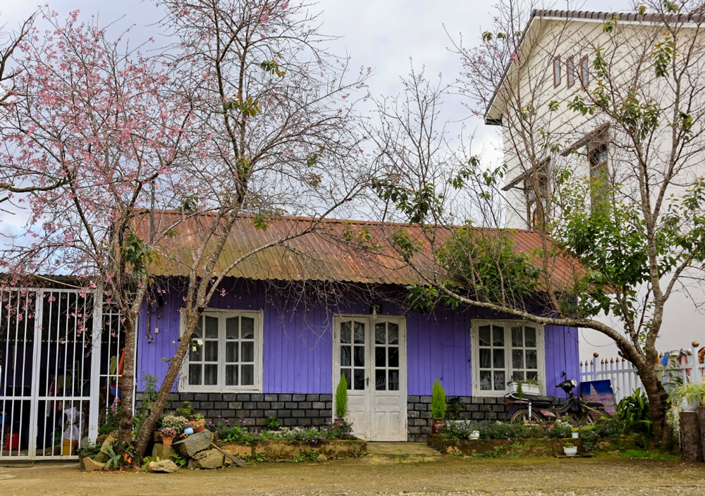 Người dân và du khách ngóng chờ hoa anh đào bung nở Người dân và du khách ngóng chờ hoa anh đào bung nở