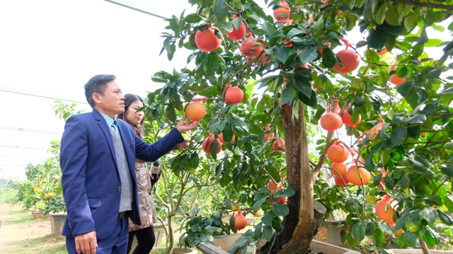 [Ảnh] Thăm thủ phủ bưởi đỏ độc đáo phục vụ Tết