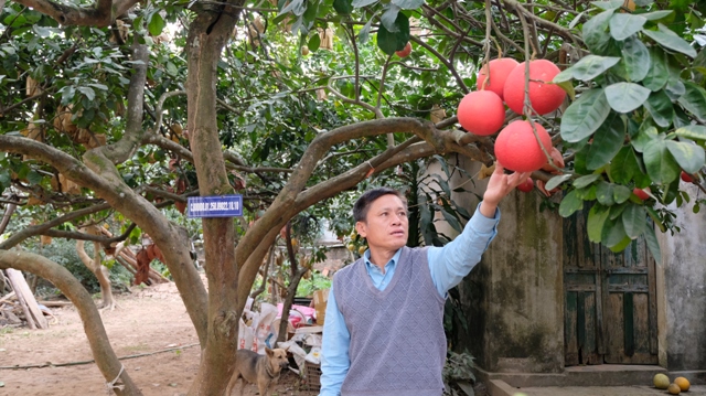 [Ảnh] Thăm thủ phủ bưởi đỏ độc đáo phục vụ Tết