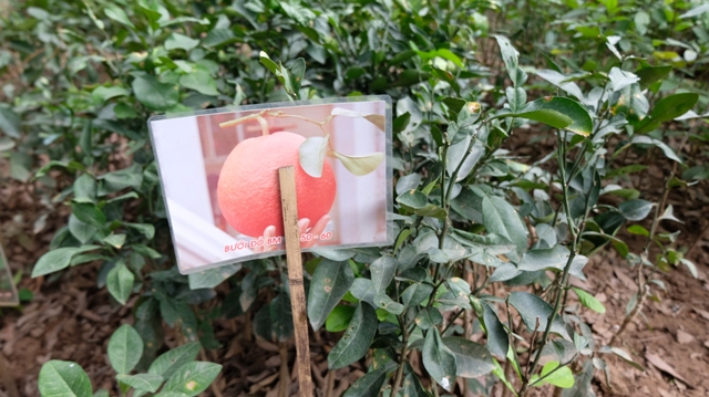 [Ảnh] Thăm thủ phủ bưởi đỏ độc đáo phục vụ Tết