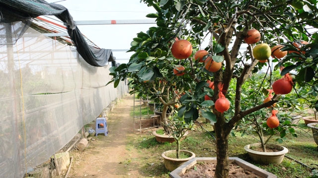 [Ảnh] Thăm thủ phủ bưởi đỏ độc đáo phục vụ Tết