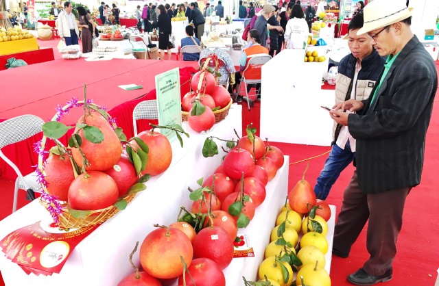 [Ảnh] Thăm thủ phủ bưởi đỏ độc đáo phục vụ Tết