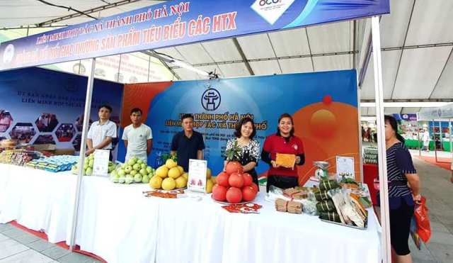 [Ảnh] Thăm thủ phủ bưởi đỏ độc đáo phục vụ Tết