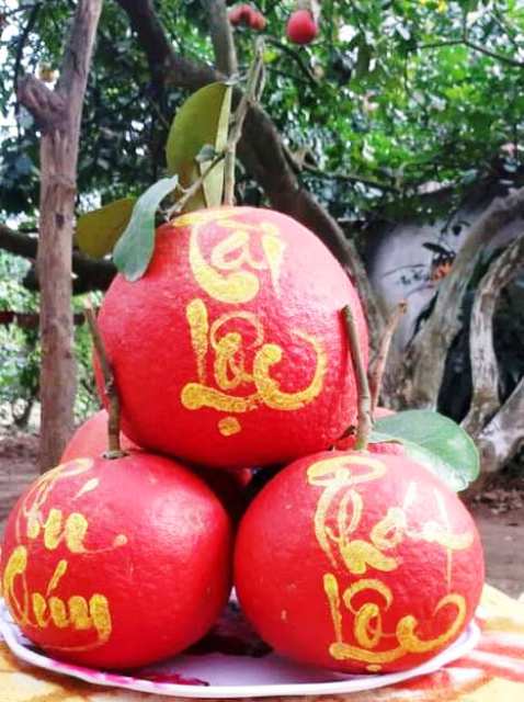 [Ảnh] Thăm thủ phủ bưởi đỏ độc đáo phục vụ Tết