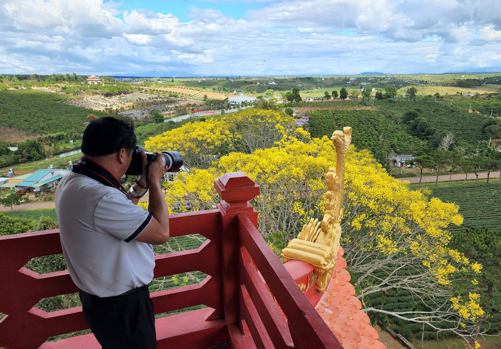 Lên cao nguyên ngắm phượng vàng Lên cao nguyên ngắm phượng vàng