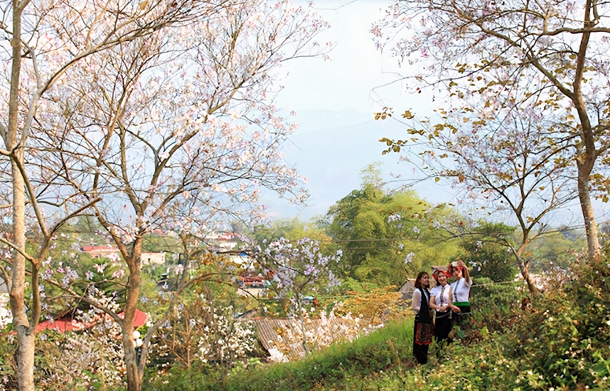 Yên Bái: Tháng Ba Nghĩa Lộ, trắng trời hoa ban Yên Bái: Tháng Ba Nghĩa Lộ, trắng trời hoa ban