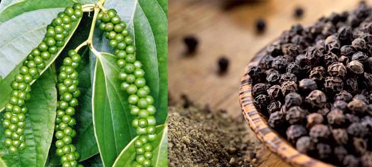 Giá tiêu hôm nay 2/7: Thế giới giảm nhẹ, trong nước cao nhất 76.500 đồng/kg