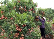 Huyện Lục Ngạn (Bắc Giang): Hai kịch bản hỗ trợ tiêu thụ vải thiều năm 2021