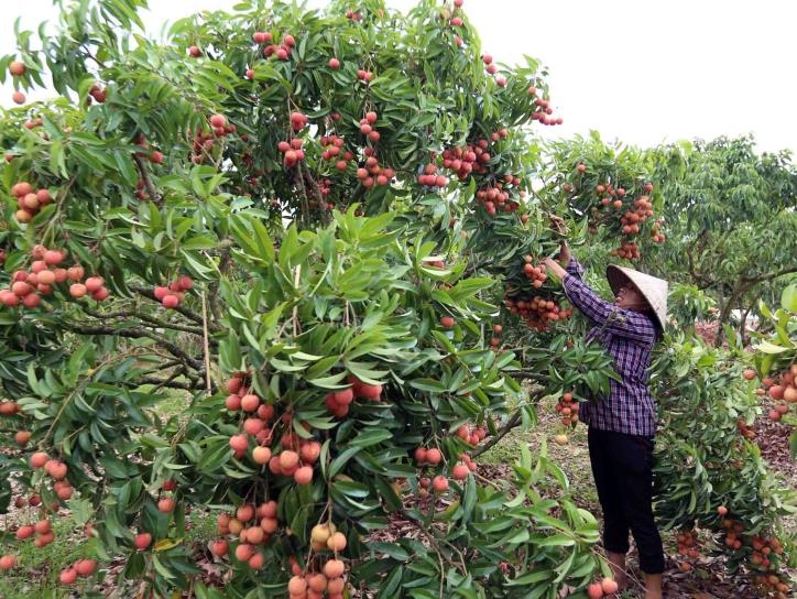 Huyện Lục Ngạn (Bắc Giang): Hai kịch bản hỗ trợ tiêu thụ vải thiều năm 2021