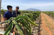 Cần khẩn cấp hỗ trợ tiêu thụ thanh long