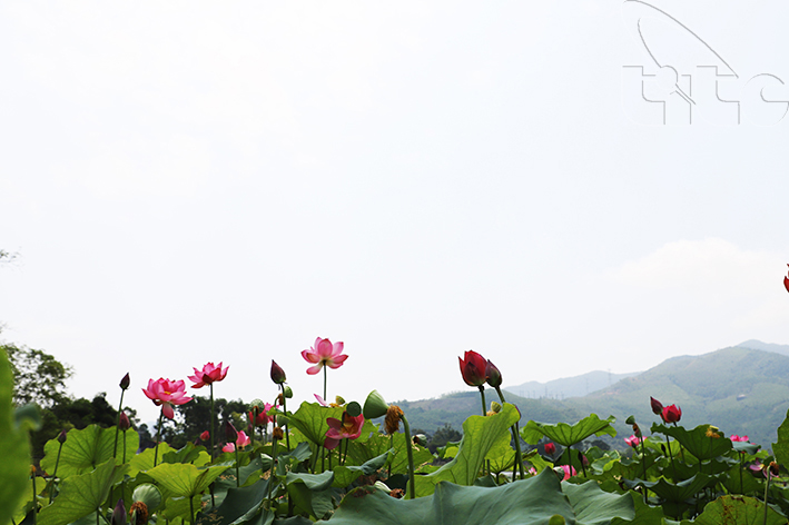 Ngắm sen Huế vào mùa