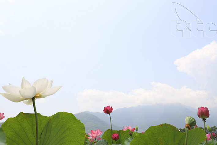 Ngắm sen Huế vào mùa