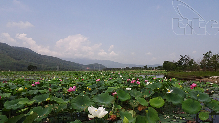 Ngắm sen Huế vào mùa