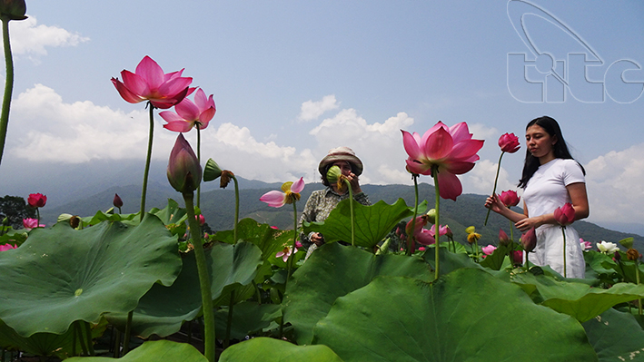 Ngắm sen Huế vào mùa