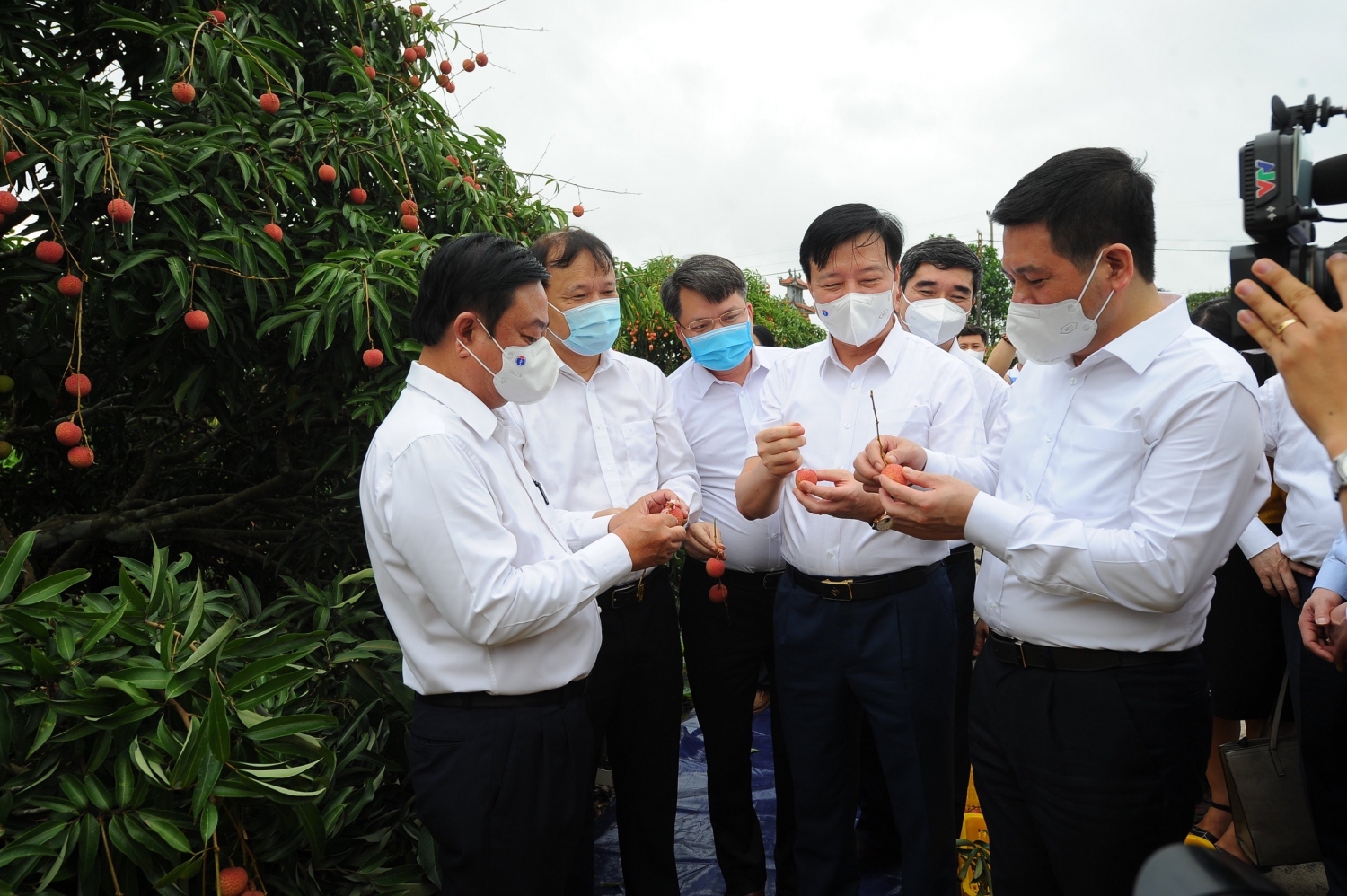 Hải Dương tổ chức lễ mở vườn vải xuất khẩu