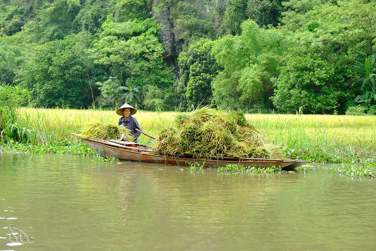 Đẹp ngỡ ngàng cánh đồng lúa chín Tam Cốc với các góc nhìn từ trên cao Đẹp ngỡ ngàng cánh đồng lúa chín Tam Cốc với các góc nhìn từ trên cao