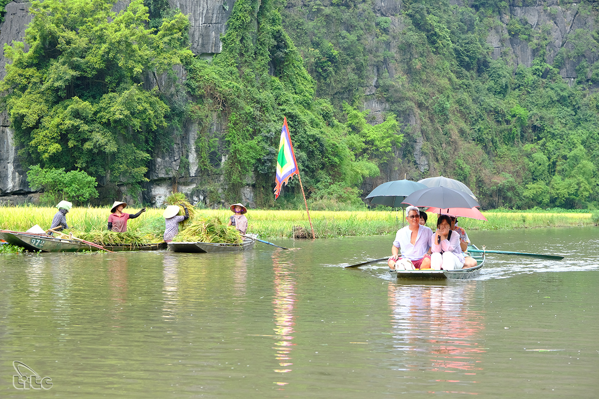 Đẹp ngỡ ngàng cánh đồng lúa chín Tam Cốc với các góc nhìn từ trên cao Đẹp ngỡ ngàng cánh đồng lúa chín Tam Cốc với các góc nhìn từ trên cao