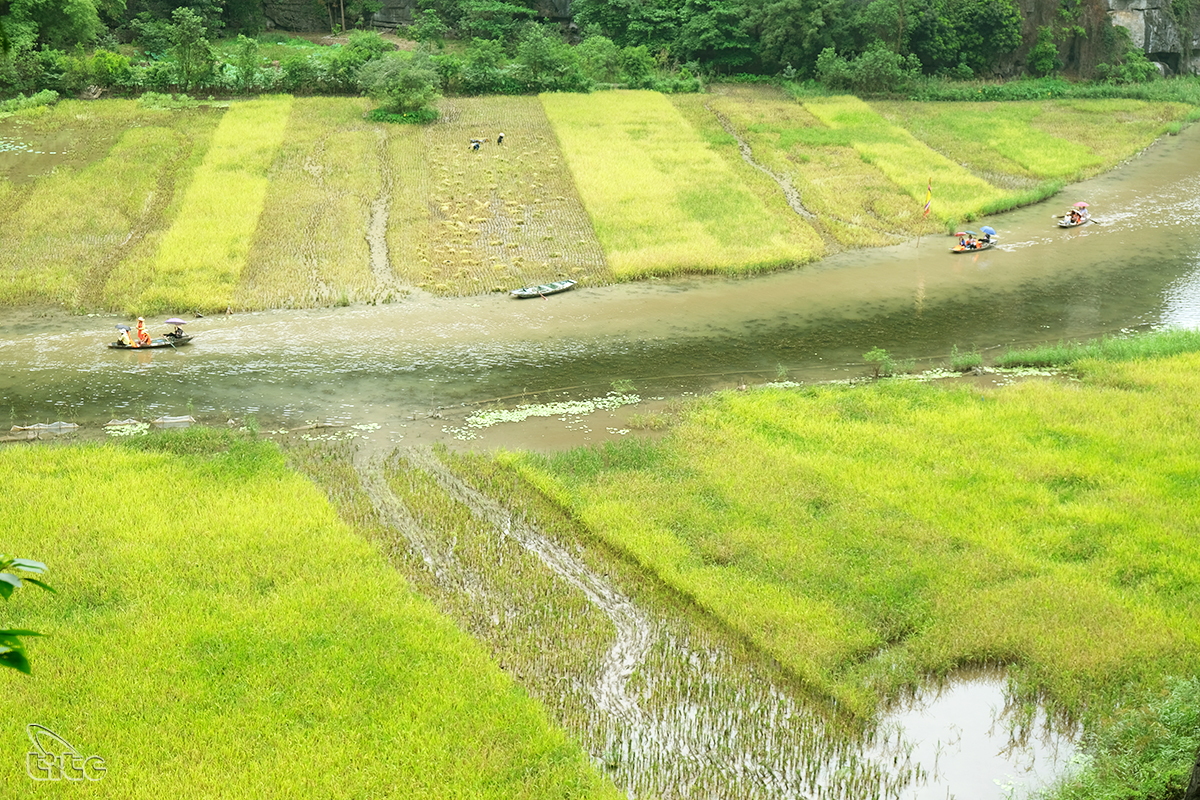 Đẹp ngỡ ngàng cánh đồng lúa chín Tam Cốc với các góc nhìn từ trên cao Đẹp ngỡ ngàng cánh đồng lúa chín Tam Cốc với các góc nhìn từ trên cao