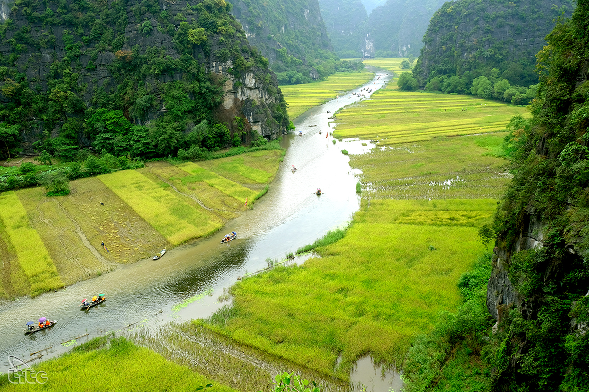 Đẹp ngỡ ngàng cánh đồng lúa chín Tam Cốc với các góc nhìn từ trên cao Đẹp ngỡ ngàng cánh đồng lúa chín Tam Cốc với các góc nhìn từ trên cao