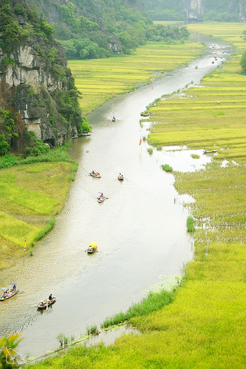 Đẹp ngỡ ngàng cánh đồng lúa chín Tam Cốc với các góc nhìn từ trên cao Đẹp ngỡ ngàng cánh đồng lúa chín Tam Cốc với các góc nhìn từ trên cao