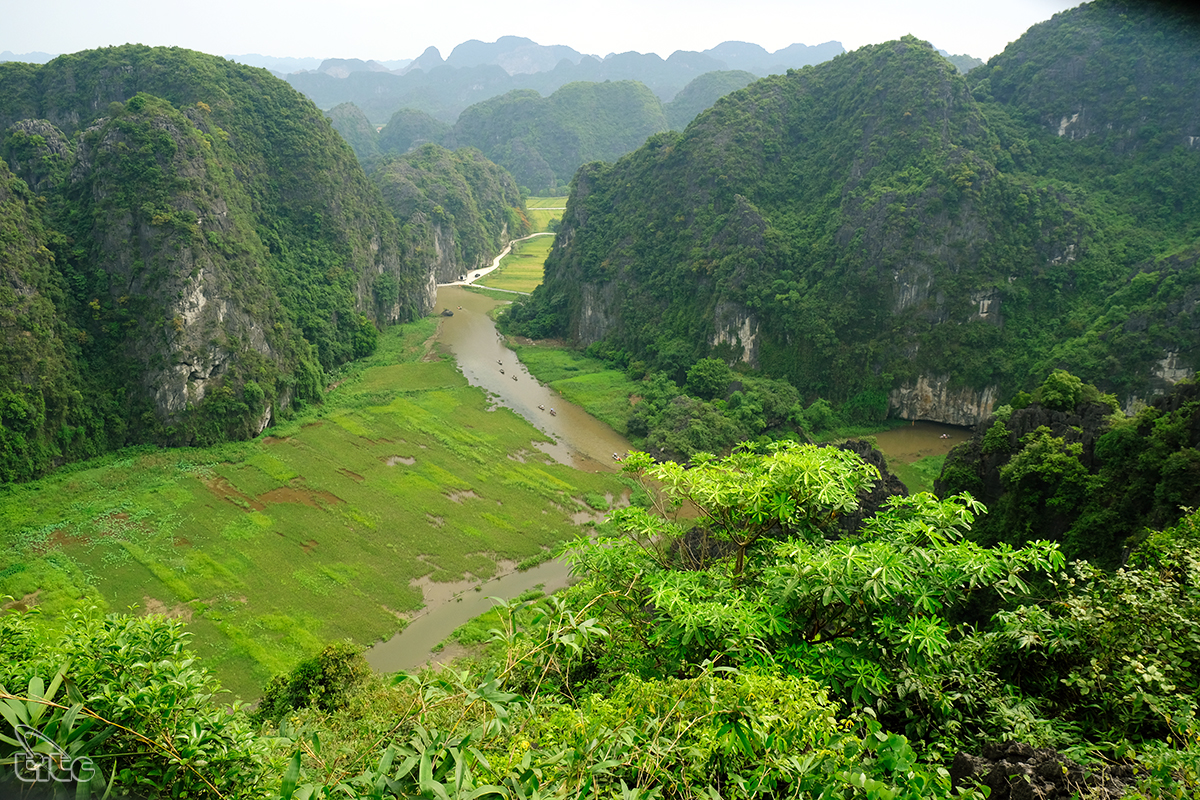 Đẹp ngỡ ngàng cánh đồng lúa chín Tam Cốc với các góc nhìn từ trên cao Đẹp ngỡ ngàng cánh đồng lúa chín Tam Cốc với các góc nhìn từ trên cao