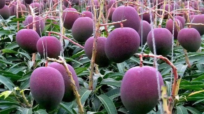 Trồng giống xoài quý hiếm, cặp đôi thuê 4 người bảo vệ 7 quả xoài - 2