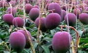Trồng giống xoài quý hiếm, cặp đôi thuê 4 người bảo vệ 7 quả xoài