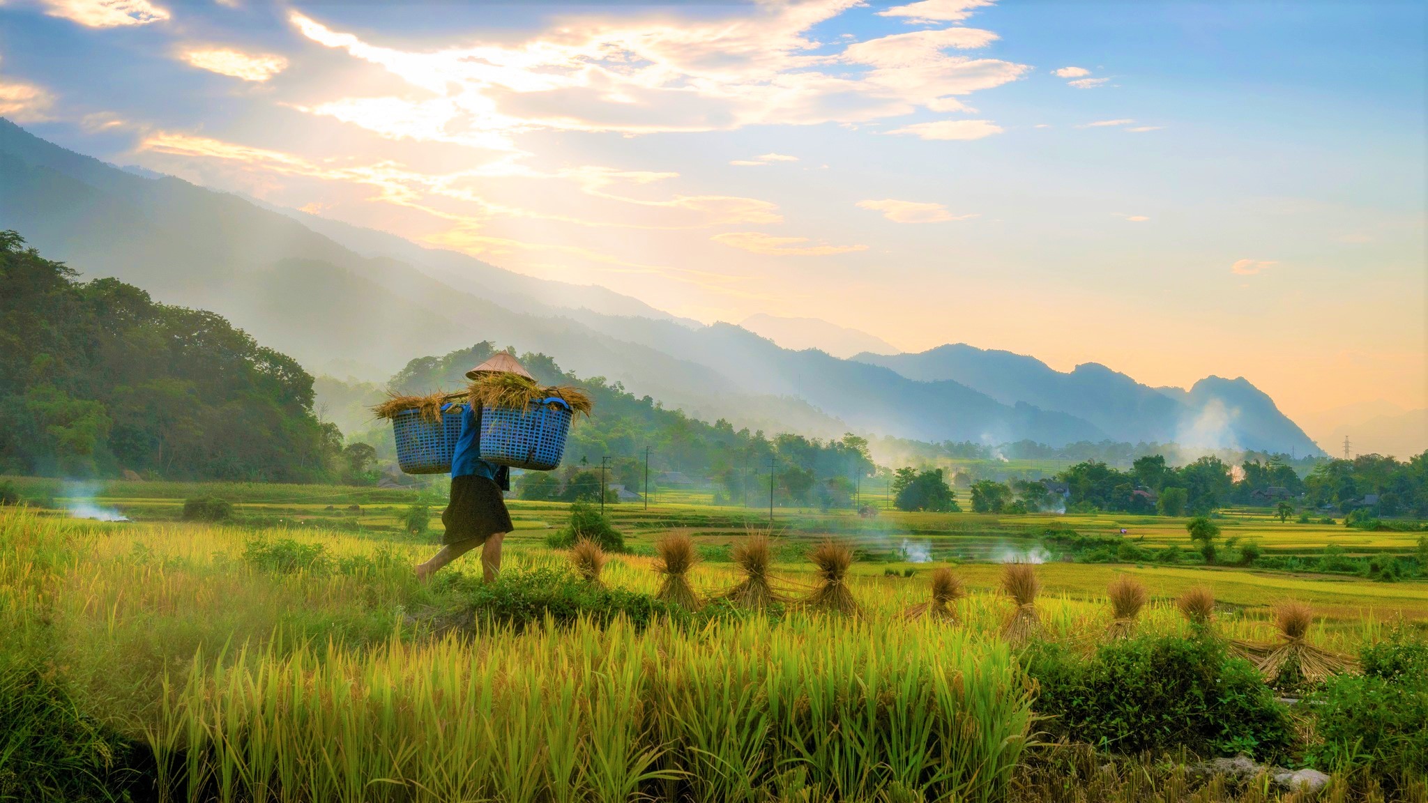 Mùa gặt ở Phương Độ - Hà Giang