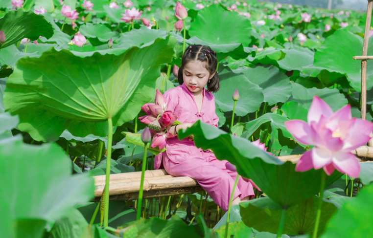 Hương sen thơm ngát núi rừng An Phú