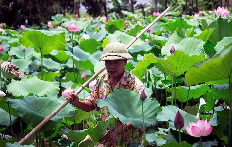 Sen đang rộ mùa.