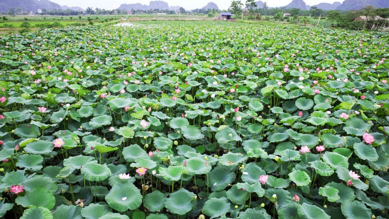 Hương sen thơm ngát khắp núi rừng, khung cảnh đẹp có một không hai ở vùng sen An Phú.