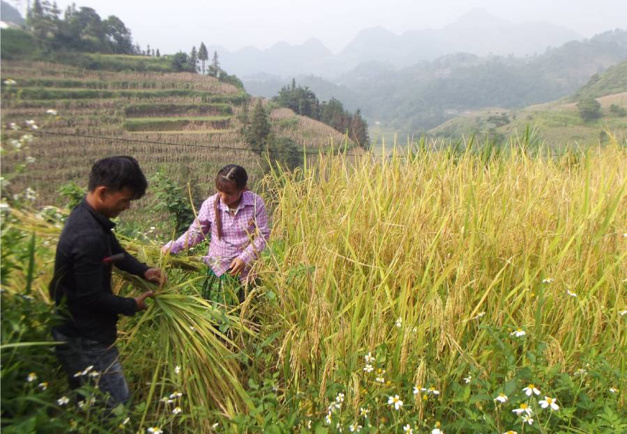 Vẻ đẹp ruộng bậc thang Quán Dín Ngài, Bản Phố (Lào Cai)